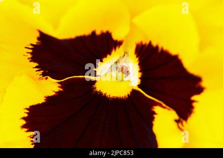 Fleur de violette jaune gros plan, fond naturel, Banque D'Images