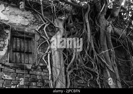 Une photo en échelle de gris d'un arbre de vignes couvrant la vieille maison Banque D'Images