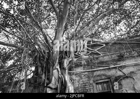 Une photo en échelle de gris d'un arbre de vignes couvrant la vieille maison Banque D'Images