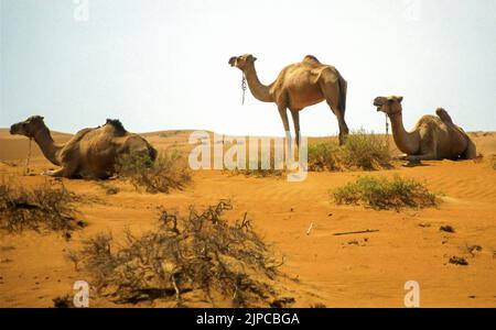 Chameaux dromadaires naviguant dans les sables de Wahiba, Sharqiya, Sultanat d'Oman (2000) Banque D'Images