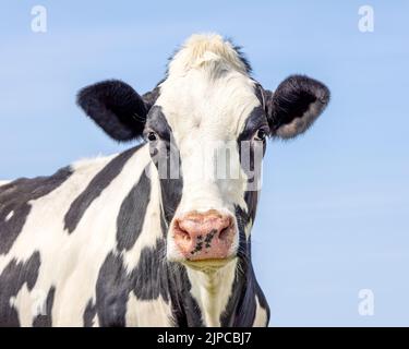 Jolie vache, visage skinny, noir et blanc, look innocent amical, nez rose, photo moyenne d'une tête noir et blanc devant un ciel bleu pâle. Banque D'Images