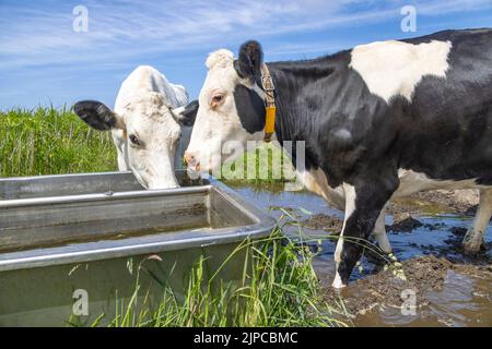 Deux vaches buvant, une cuvette d'eau, noir et blanc debout à côté d'une grande cuvette de boisson dans un pâturage vert à l'île de Terschelling Banque D'Images