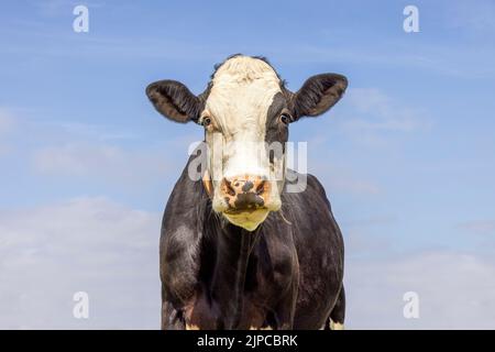 Vache adulte, aspect mignon, nez rose, devant un ciel bleu, patch pour les yeux noirs à visage blanc, photo moyenne Banque D'Images