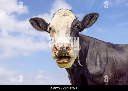 Portrait drôle d'une vache en mouvement, bouche ouverte, tête d'une noire et blanche, montrant la langue des dents et les gencives pendant la mastication Banque D'Images