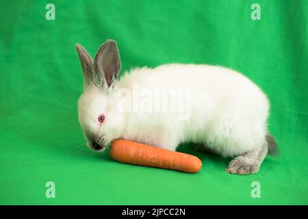 Un petit lapin blanc mange une carotte sur fond vert Banque D'Images