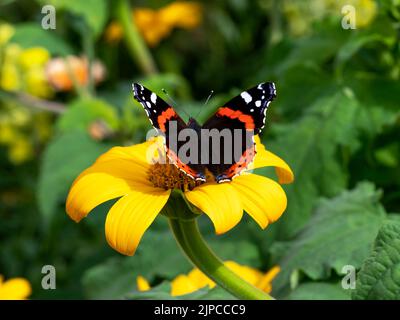 Papillon amiral rouge sur un tournesol jaune Banque D'Images