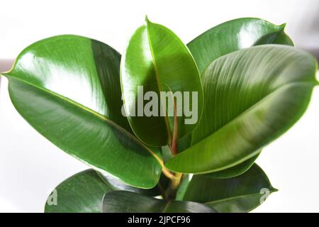 Ficus elastica robusta maison, communément connu comme un arbre en caoutchouc, avec des feuilles vertes rondes brillantes. Isolé sur un fond blanc, par le dessus. Banque D'Images