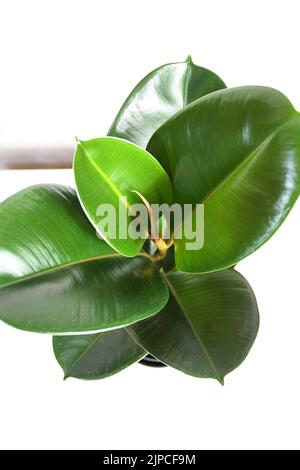 Ficus elastica robusta maison, communément connu comme un arbre en caoutchouc, avec des feuilles vertes rondes brillantes. Isolé sur un fond blanc, par le dessus. Banque D'Images