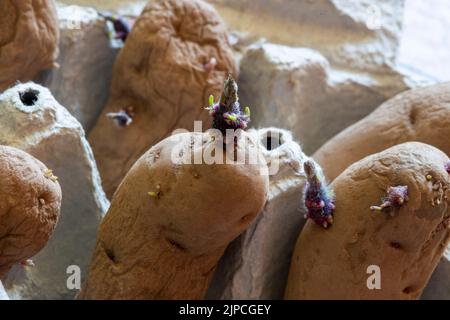 Pommes de terre pommes de terre de semence - Solanum tuberosum - pomme de sapin rose dans une boîte à oeufs en carton Banque D'Images