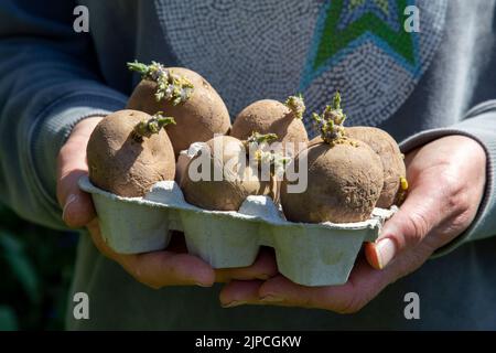 Mains de femme tenant des pommes de terre de semence Maris Piper bio pommes de terre chitting dans une boîte d'oeufs en carton à un allotissement UK Banque D'Images