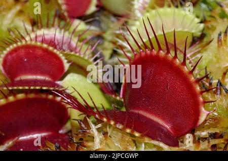 Dionaea muscipula Banque D'Images