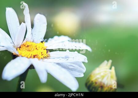 Grande camomille blanche (Marguerite), photo avec place pour le texte Banque D'Images