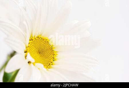 Grande camomille blanche (Marguerite), photo avec place pour le texte Banque D'Images