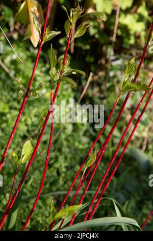 Cornus alba - Sibirica - feu de milieu d'hiver - feuilles vertes fraîches sur l'écorce rouge tige Dogwood en mai Royaume-Uni Banque D'Images