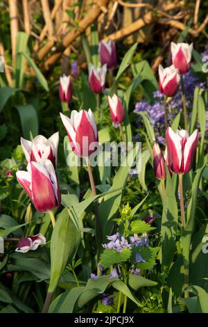 Jardin avec Tulips var.. Roi africain - tulipe tulipa fleurit dans une bordure de fleur en avril Mai Printemps printemps Royaume-Uni Banque D'Images