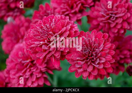 Chrysanthème rouge avec gouttes de pluie gros plan Banque D'Images