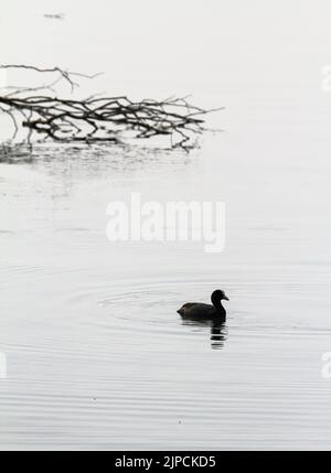 Single Crat Fulica atra natation dans Un lac avec Un Bush tombé en arrière-plan, Blashford Lakes Royaume-Uni Banque D'Images