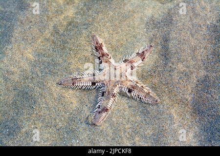 L'étoile de mer épineuse (Marthasterias glacialis), l'étoile de mer avec un petit disque central et cinq bras effilé et effilé avec des épines Banque D'Images