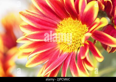 Chrysanthème jaune-rose à deux tons, macro photo, vue latérale Banque D'Images