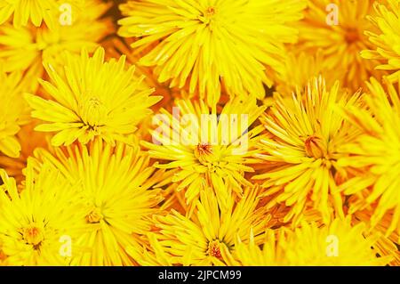 Beaucoup de chrysanthèmes jaunes, bouquet. Vue de dessus Banque D'Images