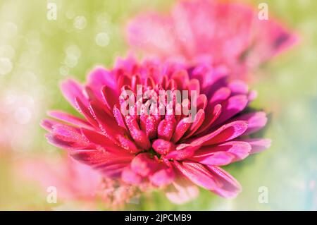 Chrysanthème rouge avec gouttes de pluie gros plan, après la pluie par temps ensoleillé, fond floral Banque D'Images