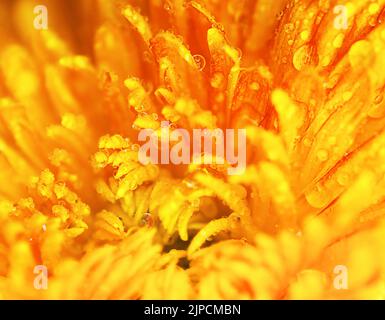 Fond floral brillant. Macro chrysanthème orange, Banque D'Images
