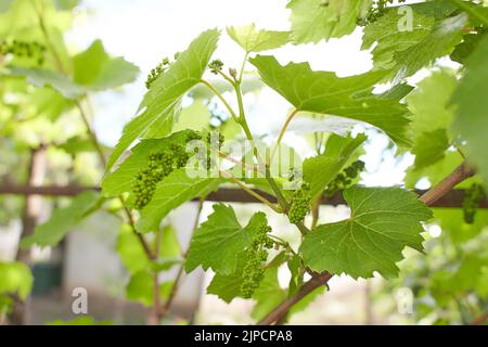 Les raisins de la vigne avec bébé et fleurs - floraison de la vigne avec de petites baies de raisin. Les jeunes branches de raisin vert sur la vigne au printemps. Banque D'Images