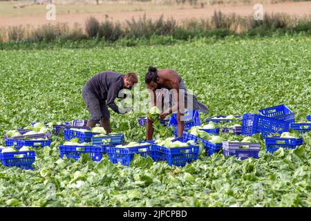 Cueilleurs de légumes à Tarleton, Lancashire. Août 2022. Les travailleurs migrants de l'UE qui récoltent des choux après une chaleur extrême gâchent une partie des récoltes de cette saison dans la région de Salad Bowl, dans le nord-ouest de l'Angleterre. Ils peuvent facilement se gâter s'ils ne sont pas soigneusement récoltés et stockés, le timing est critique, car le chou trop mûr perd rapidement de la qualité. Banque D'Images