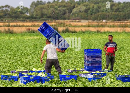 Récolte de légumes à Tarleton, Lancashire. Royaume-Uni août 2022. Les travailleurs migrants de l'UE qui récoltent des choux après une chaleur extrême gâtent une partie de la récolte de cette saison dans la région de 'Salad Bowl', dans le nord-ouest de l'Angleterre. Ils peuvent facilement gâcher s'ils ne sont pas soigneusement récoltés et stockés, le moment est critique, car le chou trop mûr perd rapidement la qualité. Banque D'Images