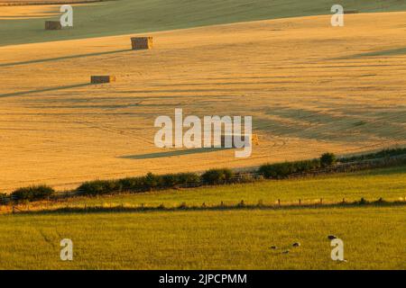 Matin d'été sur les champs de la plaine de Salisbury dans le Wiltshire, Angleterre. Banque D'Images