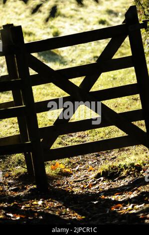 Entrée de campagne dans les bois avec de fortes ombres projetées sur les feuilles mortes Banque D'Images