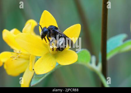 Gros plan d'une abeille femelle jaune loosestrife, Macropolis europaea, dans sa plante hôte, Lysimachia vulgaris Banque D'Images