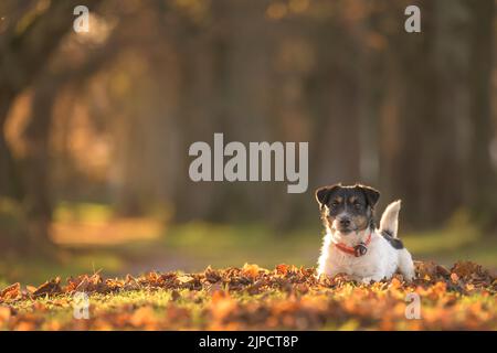 Le joli petit chien Jack Russell Terrier est couché sur les feuilles et pose en automne. Banque D'Images