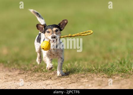 Un petit chien mignon petit Jack Russell Terrier court rapidement et avec joie dans un pré avec des jouets dans sa bouche Banque D'Images