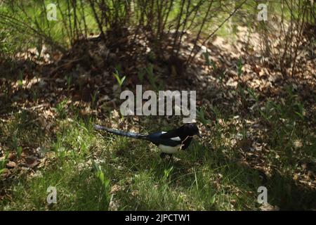 Gros plan d'un Magpie tenant un bâton Banque D'Images