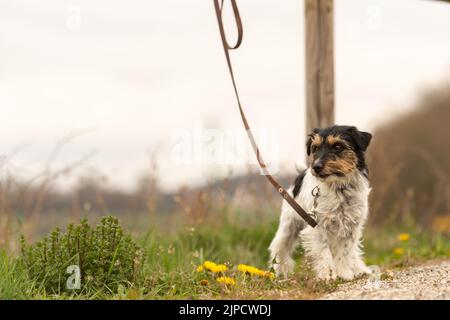 petit chien de terrier de jack russell attaché à un piquet. Peut-être le chien a-t-il également été abandonné et laissé Banque D'Images