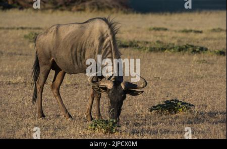 Blue Wildebeest ( Connochaetes taurinus ) Parc transfrontalier de Kgalagadi, Afrique du Sud Banque D'Images