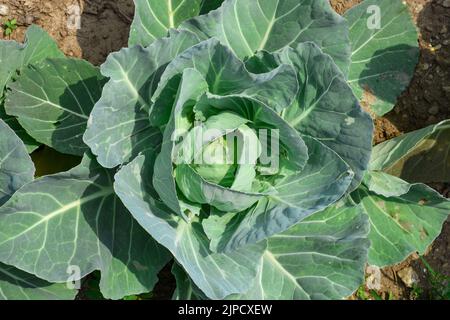 Le chou, composé de plusieurs cultivateurs de Brassica oleracea, est une plante verte, rouge ou blanche bisannuelle Banque D'Images