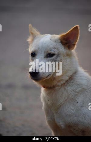 Gros plan vertical d'un joli Dingo sur un arrière-plan flou Banque D'Images