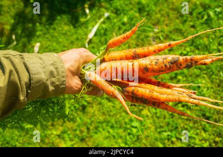 Les mains de l'agriculteur avec une récolte de carottes dans le jardin. Travaux de plantation. Gros plan sur la récolte d'automne et la nourriture biologique saine Banque D'Images