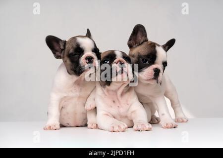 Trois chiots de boudogue français souriants sont assis et dorment sur une table blanche. Portrait de famille de chiots sympas. Banque D'Images