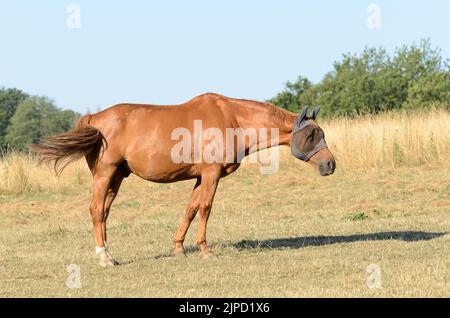 Cheval brun domestique (Equus ferus caballus), portant des masques ou des couvertures de protection contre les insectes, debout sur un pâturage dans la campagne en Allemagne, en Europe Banque D'Images