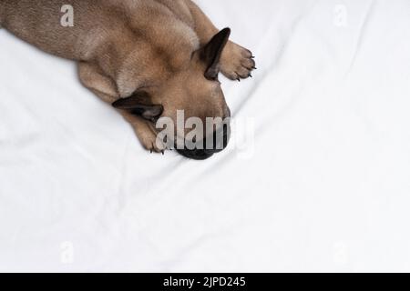 Le joli petit chien de taureau français dort sur un lit sur un tissu écossais blanc. Un petit boudogue encadre un ours en peluche. Chien de taureau français chiot fauve de couleur mensonges. Photo d'abo Banque D'Images