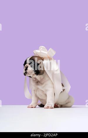 Un adorable chiot Bulldog français est assis sur une table avec un arc blanc sur sa tête comme un cap de mariée. Banque D'Images