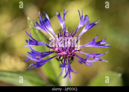 Gros plan d'une seule fleur pourpre de Cyanuns montanus, connue sous le nom de fleur de maïs de montagne Banque D'Images