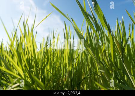 Vue à faible angle des lames d'herbe vertes rétroéclairées dans un pré lors d'une belle journée ensoleillée en été, sur fond naturel ou papier peint Banque D'Images