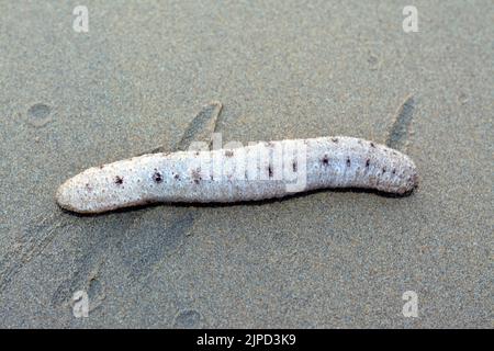 Concombre de mer sur le fond de mer peu profond sur la plage, échinodermes de la classe Holothuroïdea, animaux marins avec une peau de similicuir et un b allongé Banque D'Images