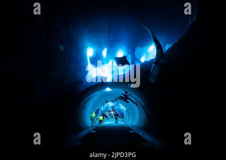 Les gens qui marchent dans le tunnel au fond du gigantesque aquarium et zoo aquatique de Dubaï, aux Émirats arabes Unis, pour observer les poissons et les requins Banque D'Images