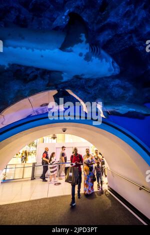 Les gens qui marchent dans le tunnel au fond du gigantesque aquarium aquatique de Dubaï à Dubaï, aux Émirats arabes Unis, pour observer les poissons et les requins Banque D'Images