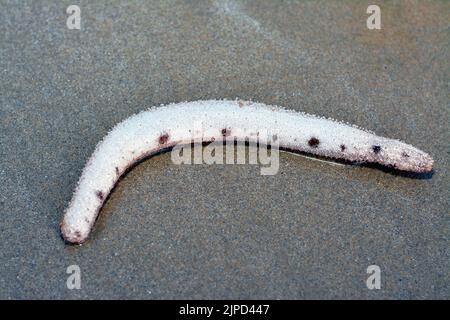 Concombre de mer sur le fond de mer peu profond sur la plage, échinodermes de la classe Holothuroïdea, animaux marins avec une peau de similicuir et un b allongé Banque D'Images